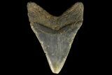 Fossil Megalodon Tooth - North Carolina #109793-1